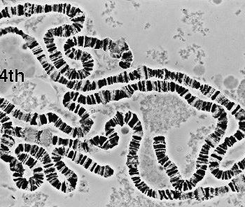 کروموزوم پلی تن