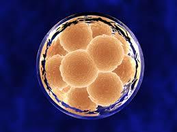 کشف موفقیت آمیز شباهت های بین سلول های بنیادی جنینی و پرتوان القایی