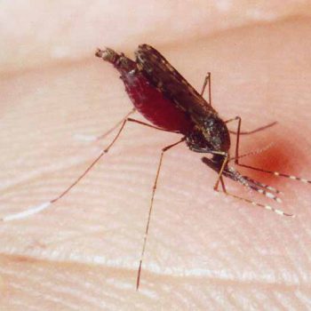 استفاده موفقیت آمیز از روش کریسپر برای خلق پشه‌های مقاوم به بیماری مالاریا