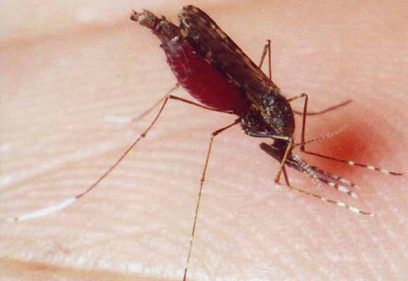 استفاده موفقیت آمیز از روش کریسپر برای خلق پشه‌های مقاوم به بیماری مالاریا