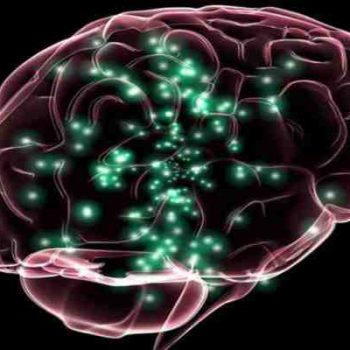 کشف یک نوع سلول بنیادی جدید برای ترمیم آسیب مغزی