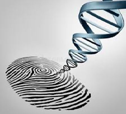 انگشت نگاری ژنتیکی