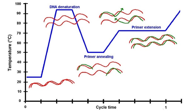 چرخه های PCR