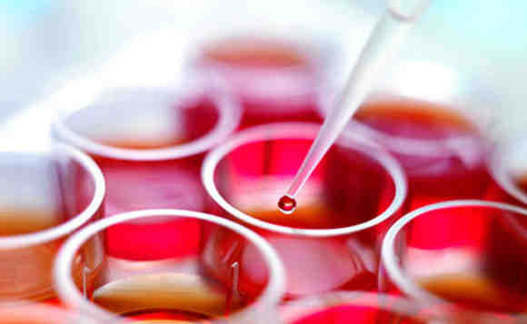 تعداد سلول بنیادی خون ساز در انسان