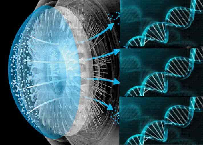 بازیابی ژنتیک بینایی برای اولین بار در جهان