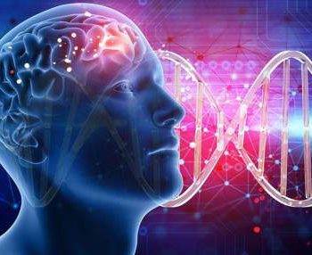 نقش کلیدی ژنتیک دراندازه مغز و میزان هوش