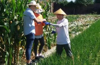 کشف ژن افزایش دهنده رشد و بازدهی برنج در خاک شور