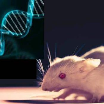 بهبود ناشنوایی مادرزادی در موش ها به روش ژن درمانی