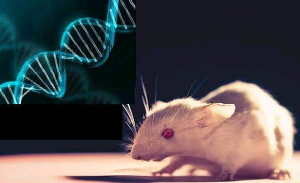 بهبود ناشنوایی مادرزادی در موش ها به روش ژن درمانی