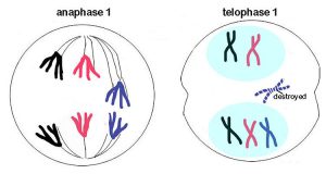 تاخیر در آنافاز یکی از مکانیسم های ایجاد مونوزومی: تاخیر کروموزوم ها در مرحله آنافاز برای رفتن به قطب های سلولی باعث می شود در مرحله تلوفاز درون هسته های جدید قرار نگیرند