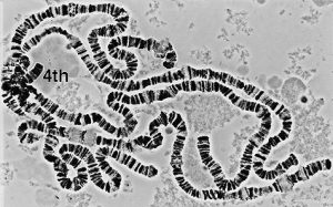 تصویری از یک کروموزوم پلی تن
